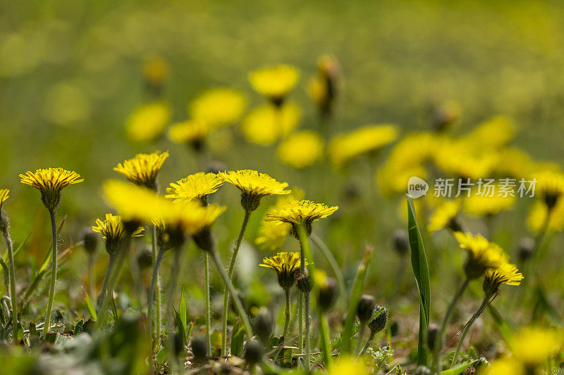 Hieracium pilosella花